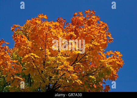 Ahornbaum im Herbst, Niedersachsen, Deutschland Stockfoto