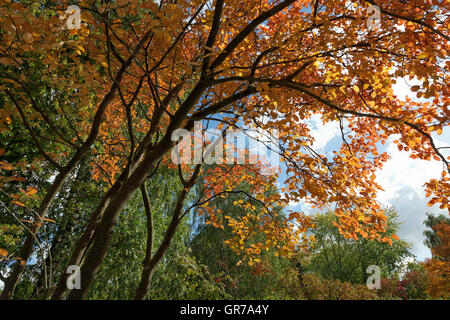 Amelanchier Lamarckii, schneebedeckten Mespilis, verschneiten canescens, June Berry, Eschen im Herbst, Deutschland Stockfoto