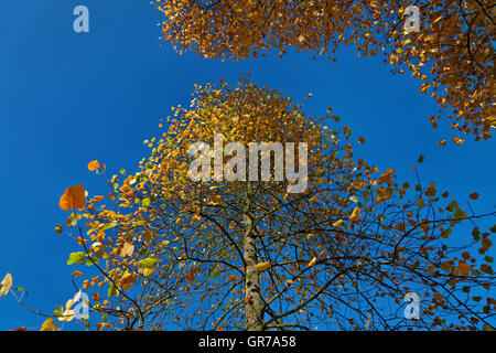 Liriodendron Tulipifera Tulpenbaum im Herbst, Tuliptree, Tulpenbaum, Yellow Poplar, Niedersachsen, Deutschland Stockfoto