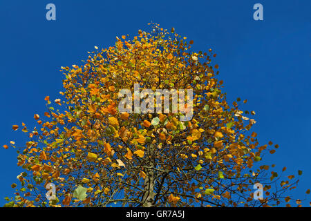 Liriodendron Tulipifera Tulpenbaum im Herbst, Tuliptree, Tulpenbaum, Yellow Poplar, Deutschland Stockfoto