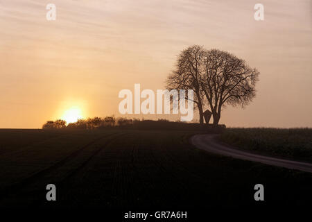 Aesculus Hippocastanum, gemeinsame Rosskastanie mit Abendhimmel im Winter, Bad Iburg-Glane, Niedersachsen, Deutschland Stockfoto