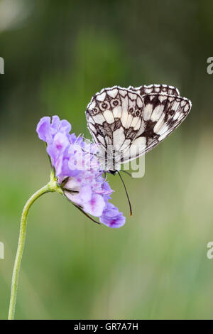 Melanargia Galathea, marmorierte weißer Schmetterling auf Scabiosa Kolumbarien Nadelkissen Blume aus Niedersachsen, Deutschland Stockfoto