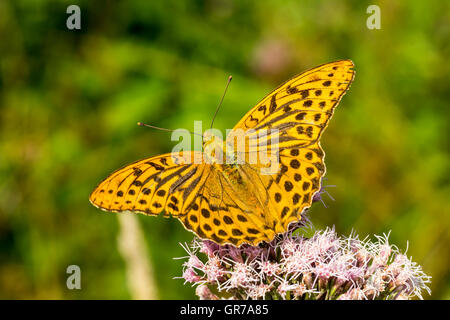 Argynnis Paphia, Silber-Washed Fritillary aus Niedersachsen, Deutschland Stockfoto