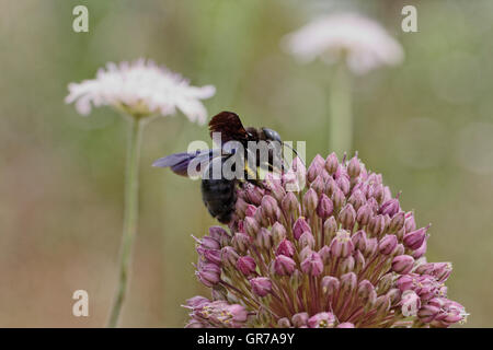 Violette Holzbiene Xylocopa Violacea, indische Bhanvra aus Korsika, Frankreich, Südeuropa Stockfoto