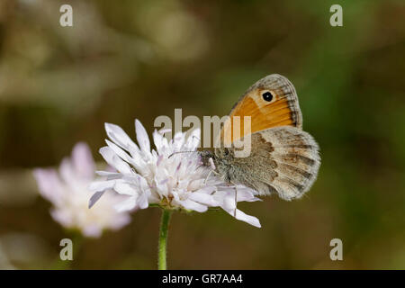 Coenonympha Pamphilus, Small Heath Schmetterling, europäischen Schmetterling Stockfoto