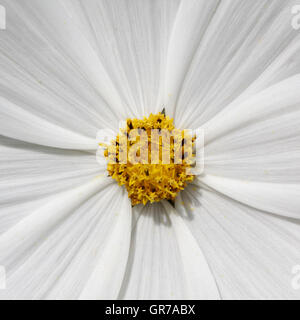 Cosmos Bipinnatus, Garten Kosmos, mexikanische Aster, dekorative Sommerblume In Deutschland Stockfoto