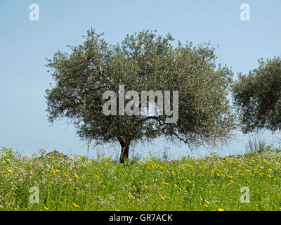 Olivenbaum Olea Europaea Costa Rei, Capo Ferrato, südöstlichen Sardinien, Italien, Europa Stockfoto