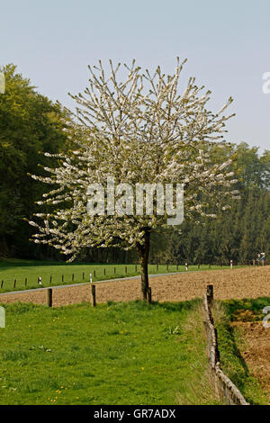 Kirschblüte In Holperdorp, Nordrhein Westfalen, Deutschland, Europa Stockfoto