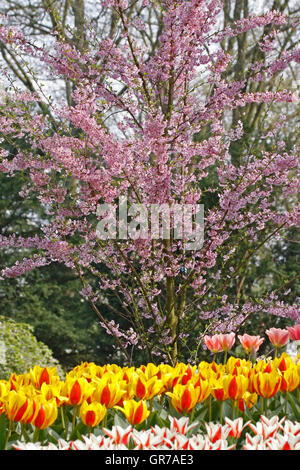 Blühender Kirschbaum im Frühling, Niederlande, Europa Stockfoto