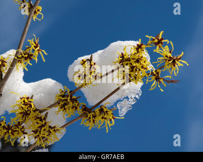 Witch-Hazel im Winter Stockfoto