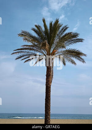 Dattelpalme, Kanarische Dattelpalme, Sardinien, Italien Stockfoto