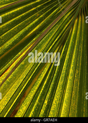 Blatt einer Palme Stockfoto