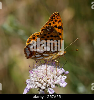 Issoria Lathonia, Königin von Spanien Fritillary aus Frankreich, Europäische Schmetterling Stockfoto