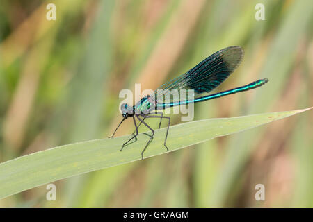 Calopteryx Splendens, Gebänderten Prachtlibelle, männliche Libelle aus Niedersachsen, Deutschland Stockfoto