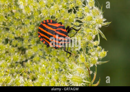 Graphosoma Lineatum, Shield Bug aus Niedersachsen, Deutschland, Europa Stockfoto