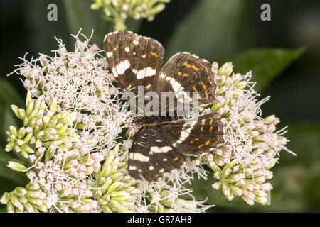 Araschnia Levana, die Karte, die Karte Schmetterling auf Hanf-Agrimony, Eupatorium Cannabinum Stockfoto