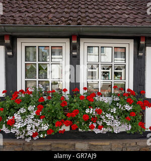 Schledehausen, Fachwerkhaus In Niedersachsen, Osnabrück-Land, Niedersachsen, Deutschland, Europa Stockfoto