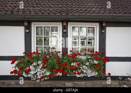 Schledehausen, Fachwerkhaus In Niedersachsen, Osnabrück-Land, Niedersachsen, Deutschland, Europa Stockfoto