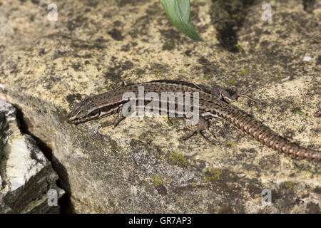 Podarcis Muralis, gemeinsame Mauereidechse aus Deutschland Stockfoto