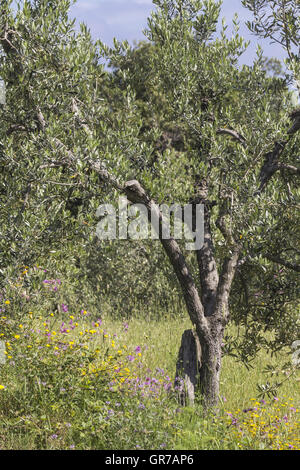 Olivenbaum in der Nähe von Bagnaia, Insel Elba, Toskana, Italien, Europa Stockfoto