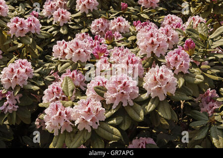 Rhododenron Blüten im Frühjahr, Deutschland Stockfoto