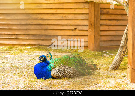 Pfauen Weiden in einem Käfig in Geflügelfarm. Vogel-Farm am St. Elizabeth-Frauenkloster tsch Bezirk Kaliningrad, Russland Stockfoto