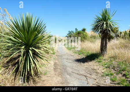 Weg durch die Dünen mit Kohl Bäume, Waikanae, Wellington, Nordinsel, Neuseeland Stockfoto