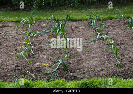 Lauch im Gartenfeld Stockfoto