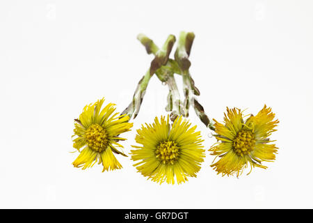 Huflattich aus der Familie der Sonnenblumen auf weißem Hintergrund Stockfoto