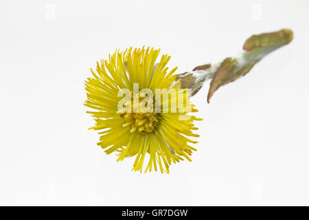 Huflattich aus der Familie der Sonnenblumen auf weißem Hintergrund Stockfoto