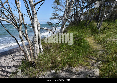 Weststrand auf dem Darß Stockfoto