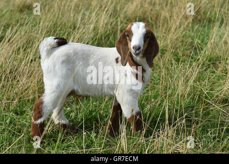 Boer Zicklein Stockfoto