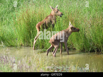 Elch Baby Waterfront Stockfoto