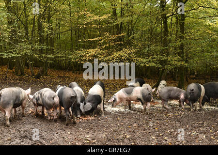 Schweine In den Wald Stockfoto