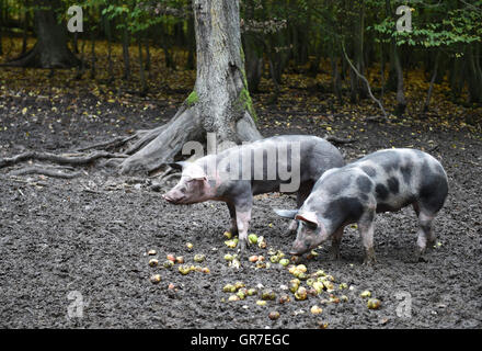 Glückliche Schweine Stockfoto