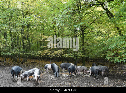 Schweine In den Wald Stockfoto