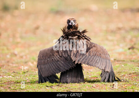 Mönchsgeier (Aegypius Monachus) auf dem Boden mit Flügel ausgestreckt und zurückblickend, Extremadura, Spanien Stockfoto
