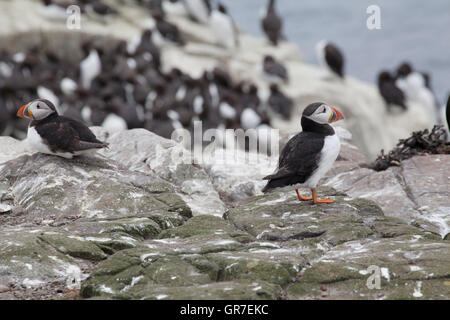 Fratercula Arctica zwei Papageientaucher ruht auf einer Klippe mit Tordalken im Hintergrund auf den Farne Islands vor gemeinsame Englands Stockfoto