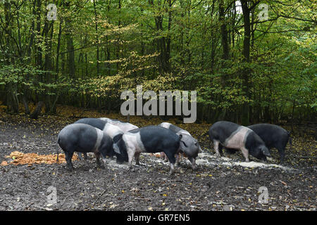Schweine In den Wald Stockfoto