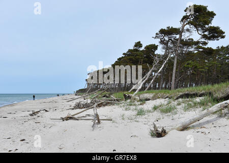 Totholz am Darßer Strand Stockfoto