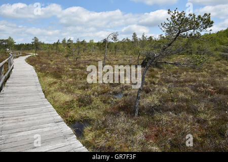 Im schwarzen Moor Stockfoto