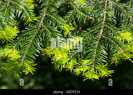 Weiß-Tanne, Weißtanne, Weisstanne, Edeltanne, Silbertanne, Tanne, Abies Alba, Europäische Edeltanne, Silber-Tanne Stockfoto