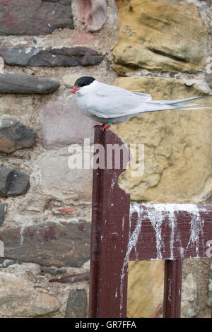 Küstenseeschwalbe STERNA Paradisaea hockt auf einem Pfosten auf den Farne Islands aus gemeinsame Northumberland Vereinigtes Königreich Stockfoto