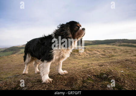 Cavalier King Charles Spaniel, Erwachsene, Tricolor, stehend auf einem Hügel in den Wind, Perthshire, Schottland, Vereinigtes Königreich Stockfoto