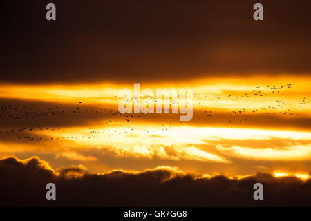 Herde von Pink-footed Goose (Anser Brachyrhynchus) fliegen bei Sonnenuntergang, East Chevington, Druridge Bay, Northumberland, England, UK Stockfoto