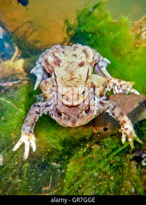 Gemeinsamen Kröte Bufo Bufo Stockfoto