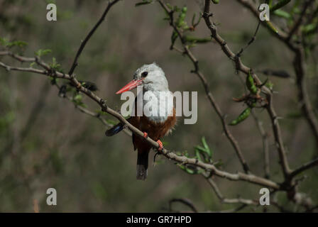 Grey-headed Kingfisher(Halcyon leucocephala) Kapverdische Inseln, Westafrika Stockfoto