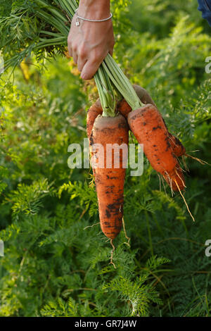 Zarte Frauenhand hält eine Reihe von frisch gegrabene Karotten. Gartenbau, Ernte, Bauern-Konzept Stockfoto