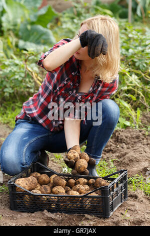 Frau sortieren oder Inspektion frisch ausgehobenen Kartoffel. Gartenbau, Ernte, Bauern-Konzept Stockfoto