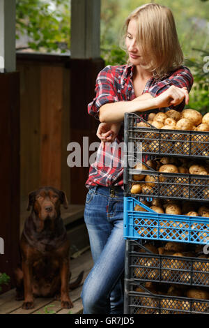 Die Frau stützte sich auf eine Kunststoff-Boxen der Kartoffel neben Schokolade Hund. Gartenbau, Ernte, Bauern-Konzept Stockfoto